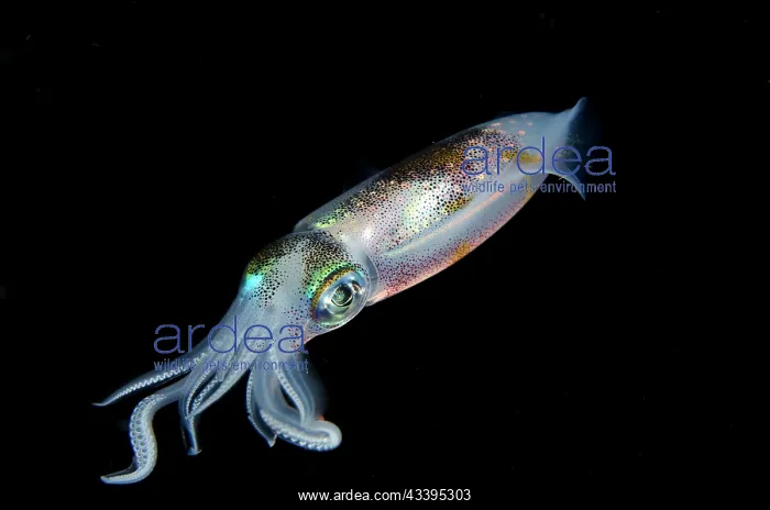 : Bigfin Reef Squid : Bigfin Reef Squid