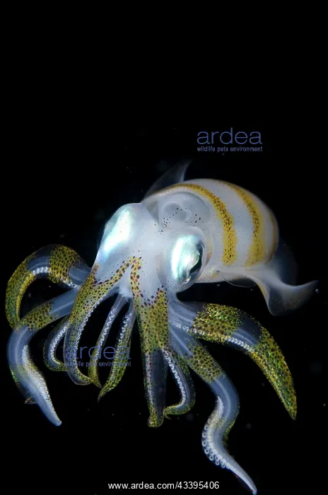 : Bigfin Reef Squid : Bigfin Reef Squid