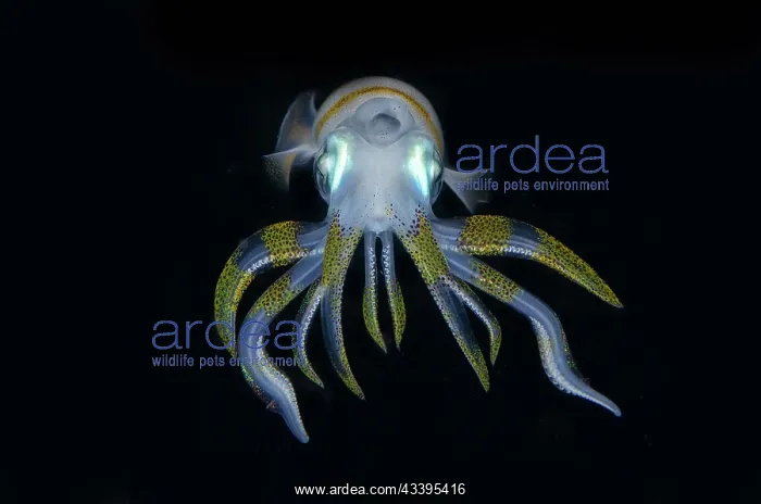: Bigfin Reef Squid : Bigfin Reef Squid