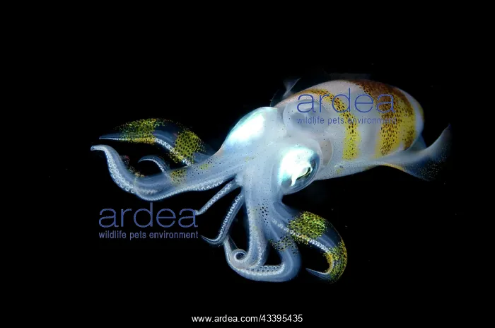 : Bigfin Reef Squid : Bigfin Reef Squid