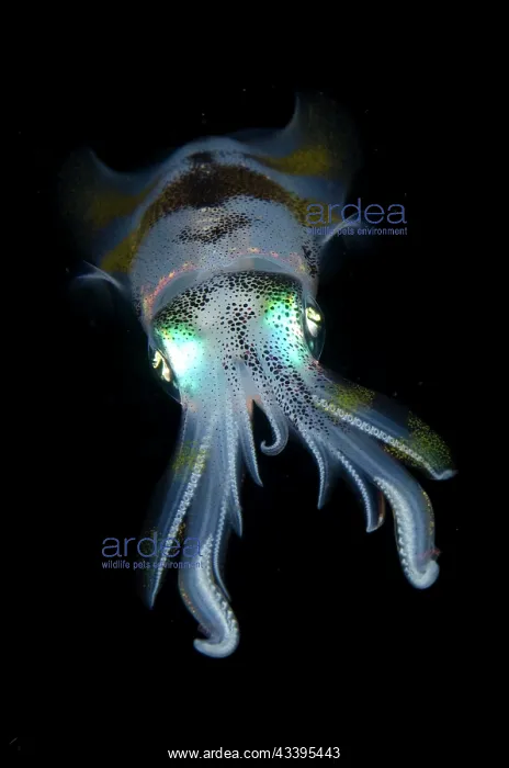 : Bigfin Reef Squid : Bigfin Reef Squid