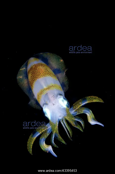 : Bigfin Reef Squid : Bigfin Reef Squid