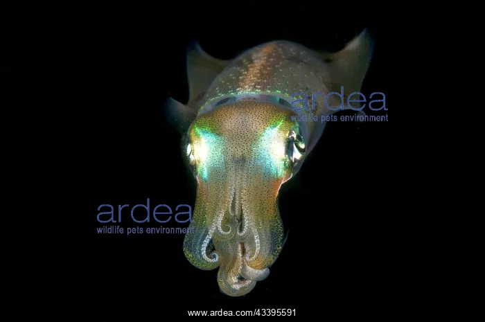 : Bigfin Reef Squid : Bigfin Reef Squid