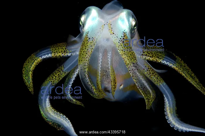 : Bigfin Reef Squid : Bigfin Reef Squid