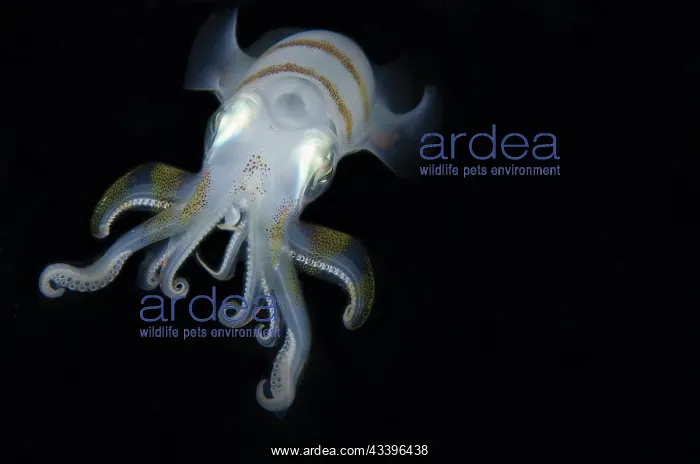 : Bigfin Reef Squid : Bigfin Reef Squid