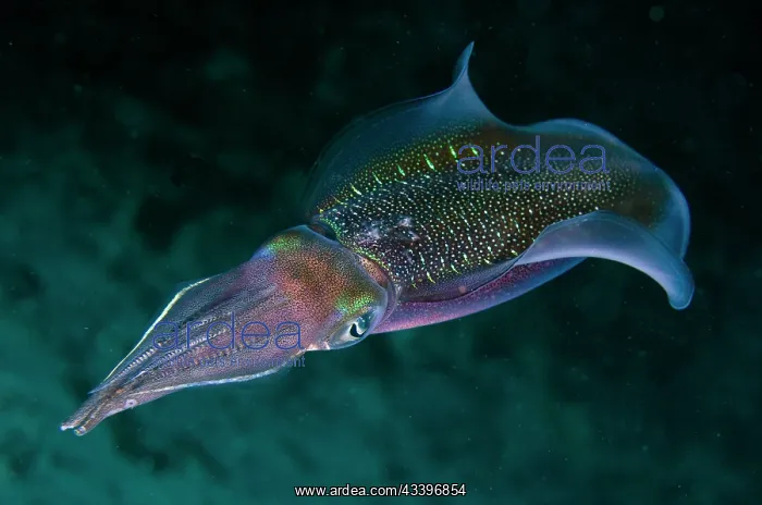 : Bigfin Reef Squid : Bigfin Reef Squid