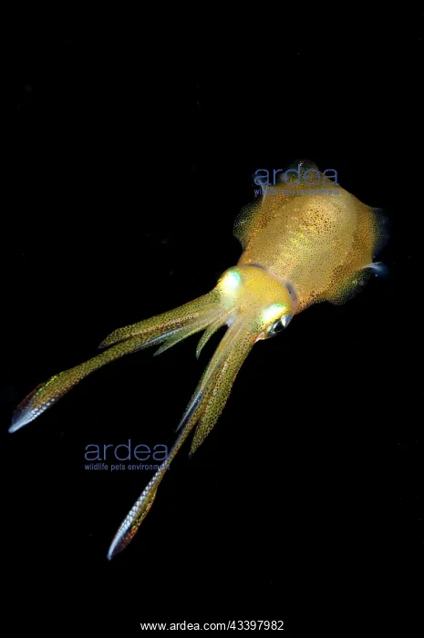 : Bigfin Reef Squid : Bigfin Reef Squid