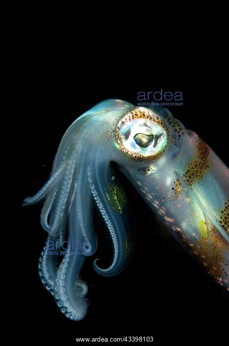 : Bigfin Reef Squid : Bigfin Reef Squid