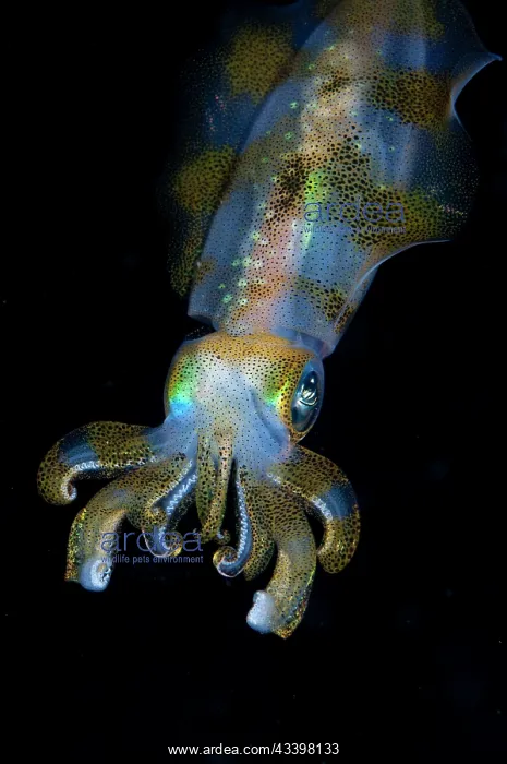 : Bigfin Reef Squid : Bigfin Reef Squid