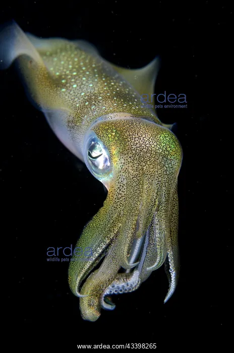 : Bigfin Reef Squid : Bigfin Reef Squid