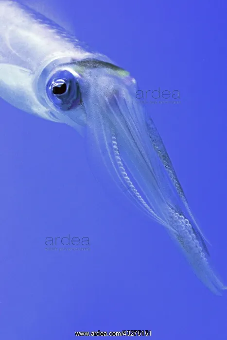 : Bigfin Reef Squid, also known as Glitter Squid; : Bigfin Reef Squid, also known as Glitter Squid;
