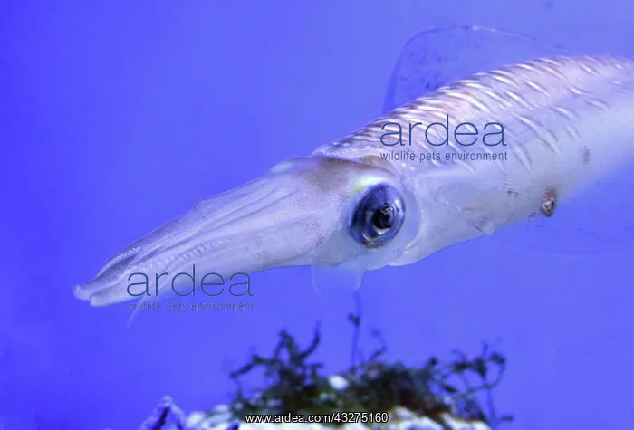 : Bigfin Reef Squid, also known as Glitter Squid; : Bigfin Reef Squid, also known as Glitter Squid;