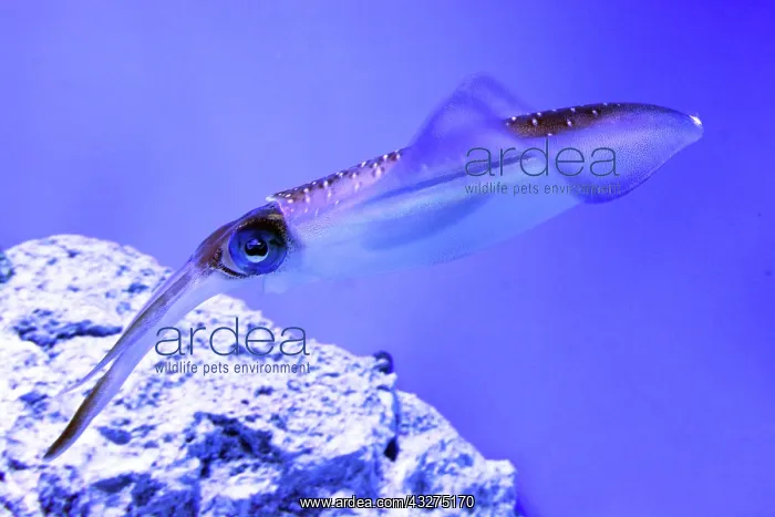 : Bigfin Reef Squid, also known as Glitter Squid; : Bigfin Reef Squid, also known as Glitter Squid;