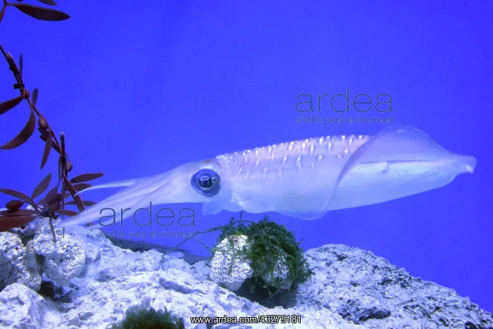 : Bigfin Reef Squid, also known as Glitter Squid; : Bigfin Reef Squid, also known as Glitter Squid;