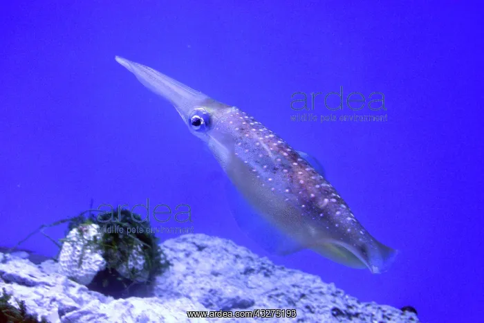 : Bigfin Reef Squid, also known as Glitter Squid; : Bigfin Reef Squid, also known as Glitter Squid;