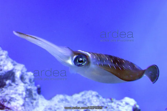 : Bigfin Reef Squid, also known as Glitter Squid; : Bigfin Reef Squid, also known as Glitter Squid;
