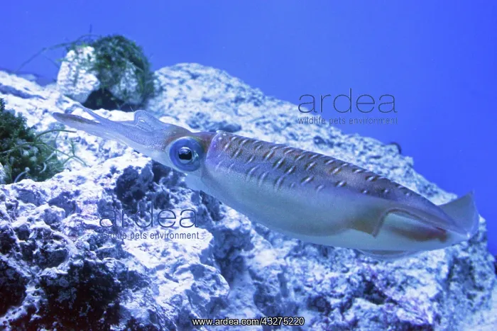 : Bigfin Reef Squid, also known as Glitter Squid; : Bigfin Reef Squid, also known as Glitter Squid;