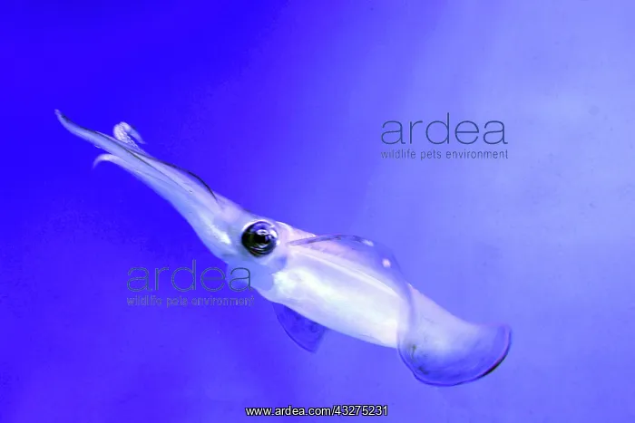 : Bigfin Reef Squid, also known as Glitter Squid; : Bigfin Reef Squid, also known as Glitter Squid;