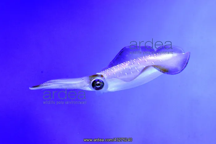 : Bigfin Reef Squid, also known as Glitter Squid; : Bigfin Reef Squid, also known as Glitter Squid;