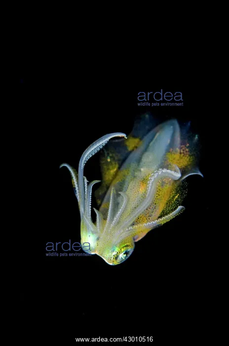 : Bigfin Reef Squid on nght dive TK1 dive site, Lembeh : Bigfin Reef Squid on nght dive TK1 dive site, Lembeh