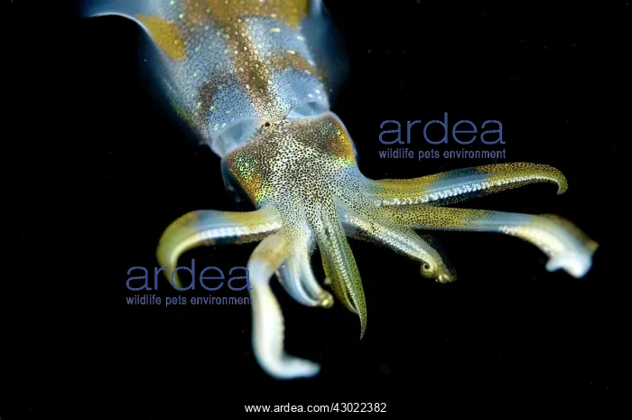 : Bigfin Reef Squid at night : Bigfin Reef Squid at night