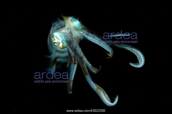  : Bigfin Reef Squid at night