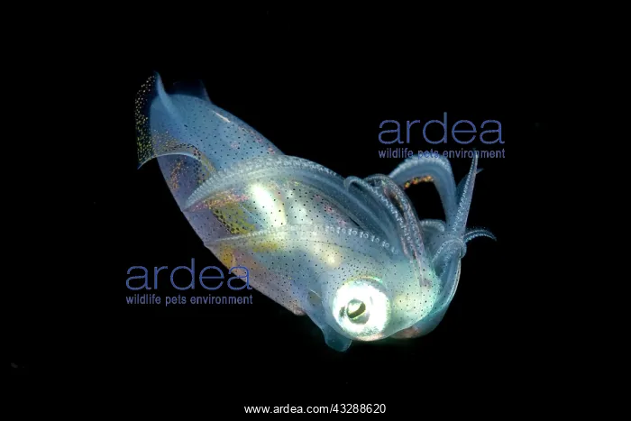 : Bigfin Reef Squid - at night : Bigfin Reef Squid - at night