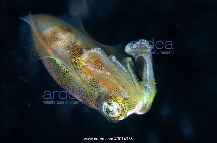 : Bigfin Reef Squid during night dive : Bigfin Reef Squid during night dive