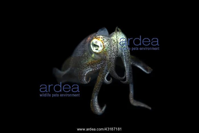 : Bigfin Reef Squid - during night dive : Bigfin Reef Squid - during night dive