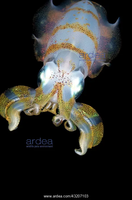 : Bigfin Reef Squid - during night dive : Bigfin Reef Squid - during night dive