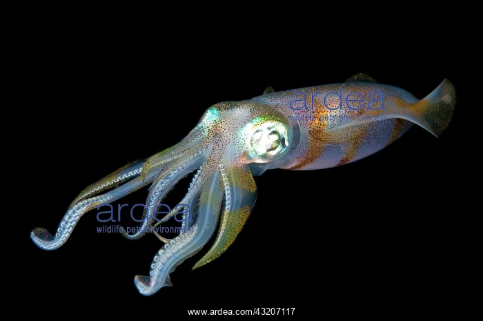: Bigfin Reef Squid - during night dive : Bigfin Reef Squid - during night dive
