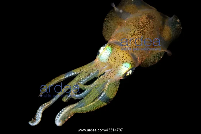 : Bigfin Reef Squid - during night dive : Bigfin Reef Squid - during night dive