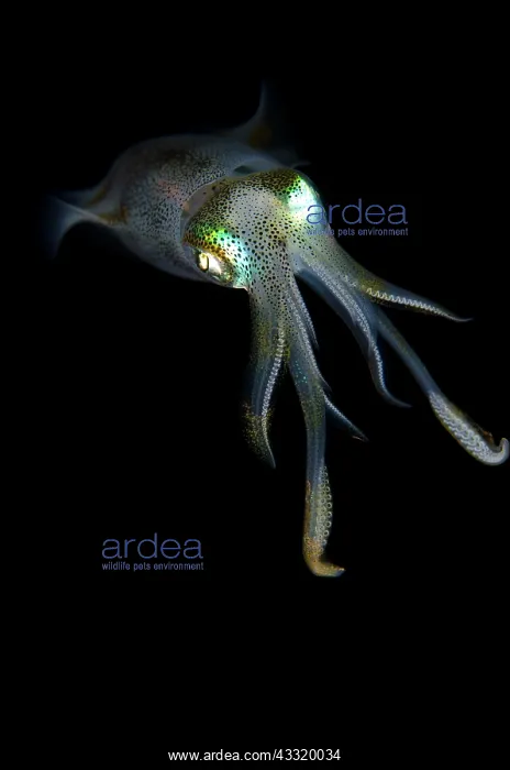 : Bigfin Reef Squid - on night dive : Bigfin Reef Squid - on night dive