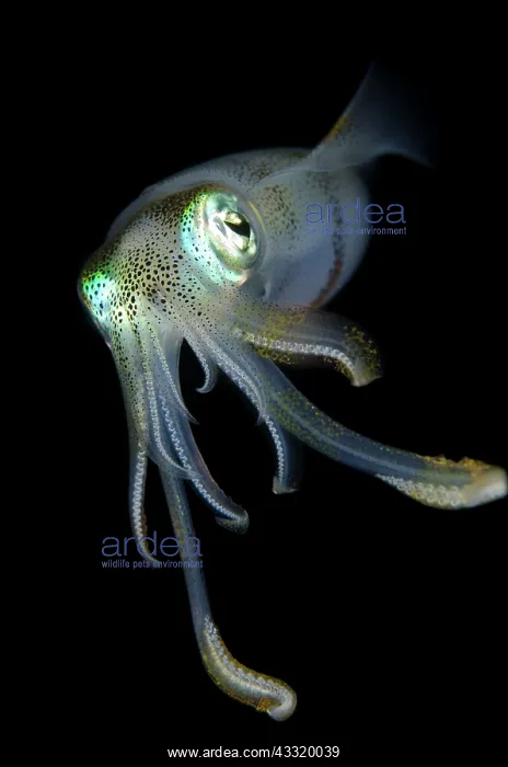 : Bigfin Reef Squid - on night dive : Bigfin Reef Squid - on night dive
