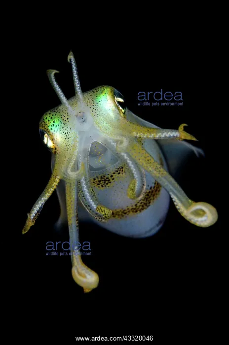 : Bigfin Reef Squid - on night dive : Bigfin Reef Squid - on night dive
