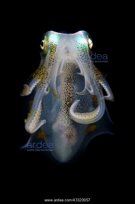  : Bigfin Reef Squid - on night dive