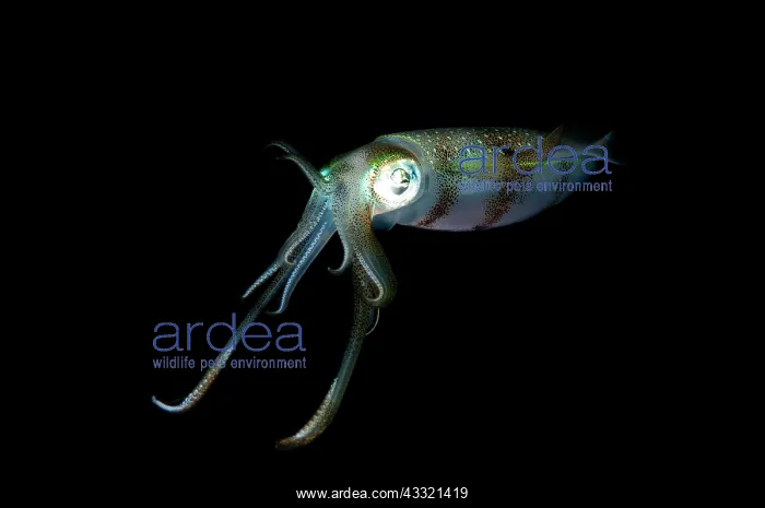 : Bigfin Reef Squid - during night dive : Bigfin Reef Squid - during night dive