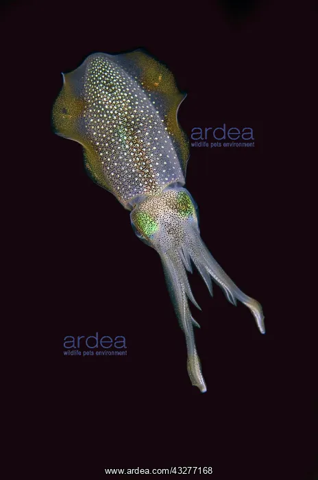 : Bigfin Reef Squid - night dive - NusaBay Menjangan Hotel hou : Bigfin Reef Squid - night dive - NusaBay Menjangan Hotel hou