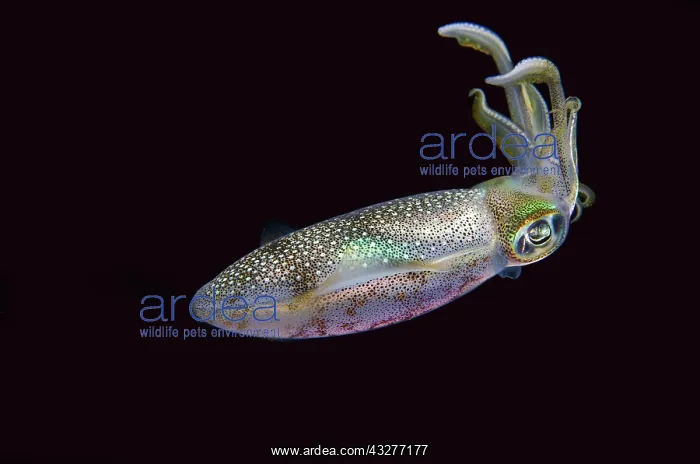 : Bigfin Reef Squid - night dive - NusaBay Menjangan Hotel hou : Bigfin Reef Squid - night dive - NusaBay Menjangan Hotel hou