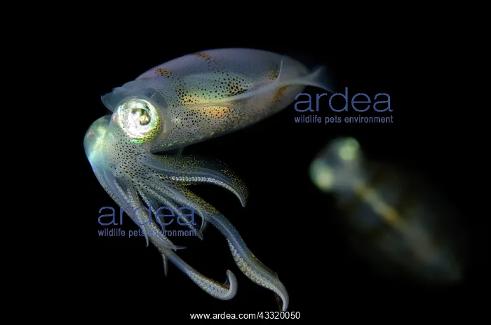  : Bigfin Reef Squid - pair on night dive