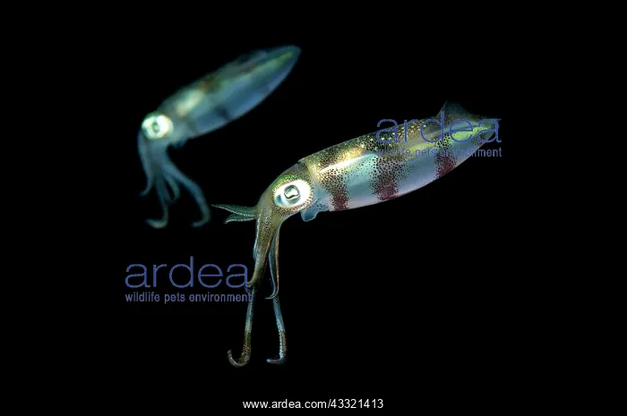 : Bigfin Reef Squid - pair - during night dive : Bigfin Reef Squid - pair - during night dive
