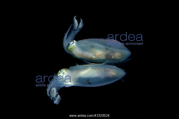 : Bigfin Reef Squid - reflection on night dive : Bigfin Reef Squid - reflection on night dive