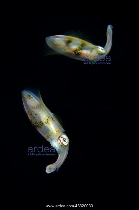 : Bigfin Reef Squid - reflection on night dive : Bigfin Reef Squid - reflection on night dive
