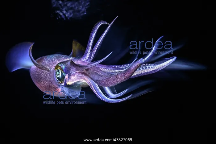 : Bigfin reef squid (Sepioteuthis lessoniana), Mayotte : Bigfin reef squid (Sepioteuthis lessoniana), Mayotte