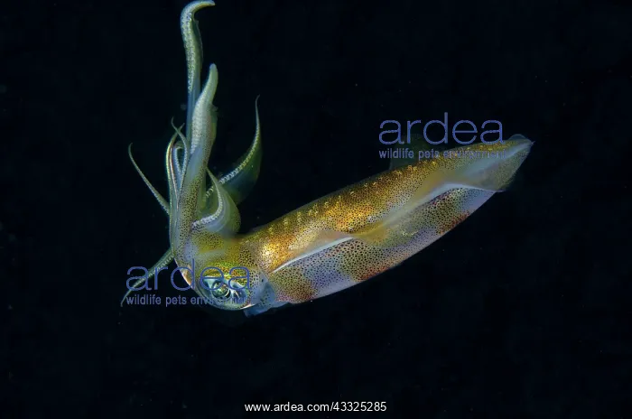 : Bigfin Reef Squid - Tanjung Uli dive site, night : Bigfin Reef Squid - Tanjung Uli dive site, night