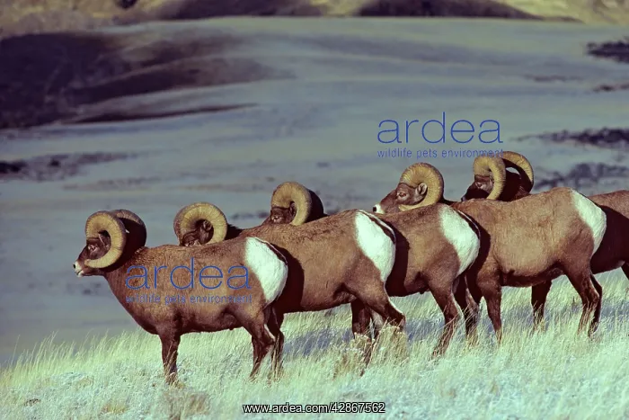 : Bighhorn Sheep - rams in early November : Bighhorn Sheep - rams in early November