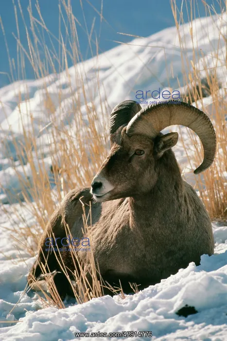 : BIGHORN / Big-Horn SHEEP : BIGHORN / Big-Horn SHEEP
