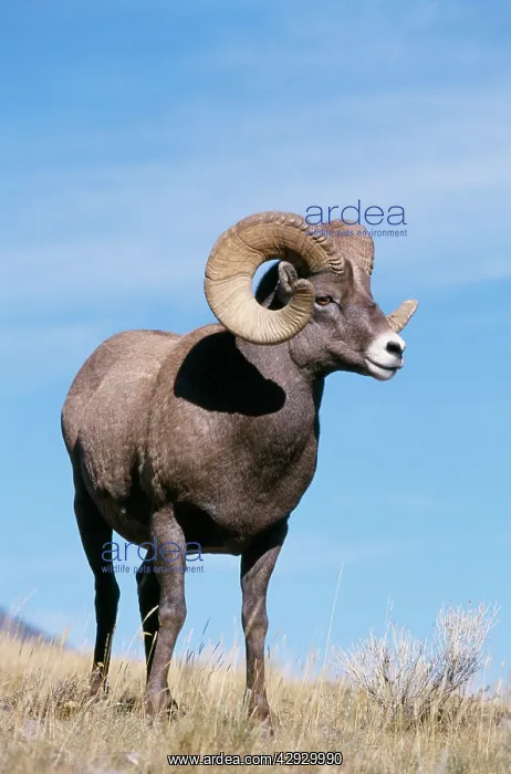  : Bighorn  /  Big-Horn SHEEP
