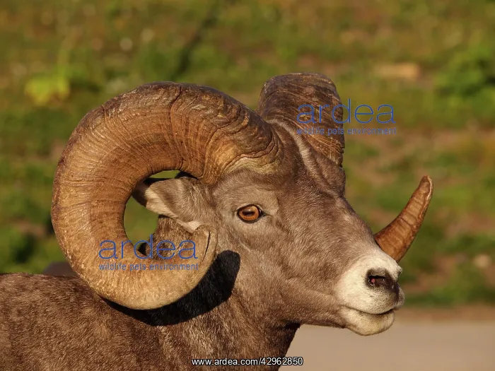 : Bighorn / Big-Horn Sheep : Bighorn / Big-Horn Sheep
