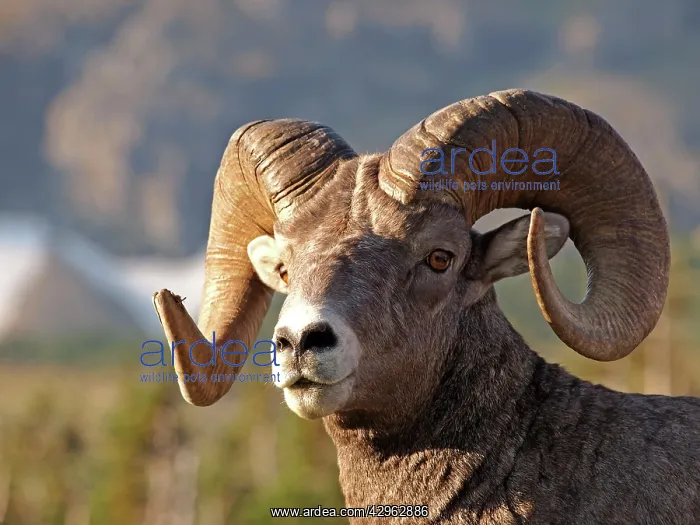 : Bighorn / Big-Horn Sheep : Bighorn / Big-Horn Sheep
